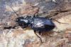 Pterostichus oblongopunctatus